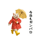 お猫様の吹き出しスタンプ4（個別スタンプ：36）