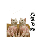 お猫様の吹き出しスタンプ4（個別スタンプ：39）