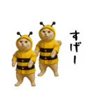 お猫様の吹き出しスタンプ4（個別スタンプ：40）