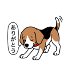 ビーグル(ハウンドカラー)（個別スタンプ：1）