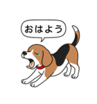 ビーグル(ハウンドカラー)（個別スタンプ：3）