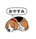 ビーグル(ハウンドカラー)（個別スタンプ：4）