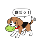 ビーグル(ハウンドカラー)（個別スタンプ：8）