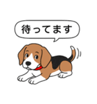 ビーグル(ハウンドカラー)（個別スタンプ：9）