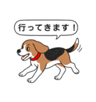 ビーグル(ハウンドカラー)（個別スタンプ：12）