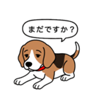 ビーグル(ハウンドカラー)（個別スタンプ：15）