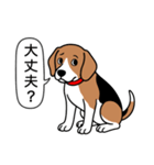 ビーグル(ハウンドカラー)（個別スタンプ：16）