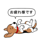 ビーグル(ハウンドカラー)（個別スタンプ：18）