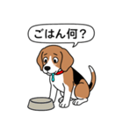 ビーグル(ハウンドカラー)（個別スタンプ：19）