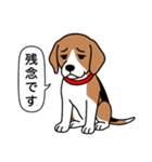 ビーグル(ハウンドカラー)（個別スタンプ：20）