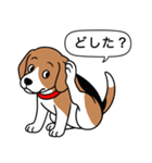ビーグル(ハウンドカラー)（個別スタンプ：21）