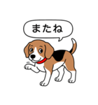 ビーグル(ハウンドカラー)（個別スタンプ：22）