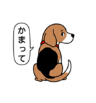 ビーグル(ハウンドカラー)（個別スタンプ：24）