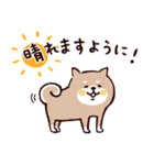 ◯SHIBAINUさん◯梅雨・初夏（個別スタンプ：5）