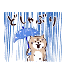 ◯SHIBAINUさん◯梅雨・初夏（個別スタンプ：7）