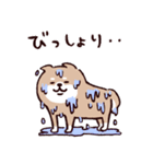 ◯SHIBAINUさん◯梅雨・初夏（個別スタンプ：11）