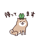 ◯SHIBAINUさん◯梅雨・初夏（個別スタンプ：16）