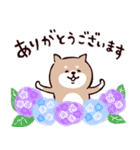 ◯SHIBAINUさん◯梅雨・初夏（個別スタンプ：19）