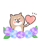 ◯SHIBAINUさん◯梅雨・初夏（個別スタンプ：37）