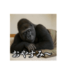夏キャンプを楽しむゴリラ（個別スタンプ：27）