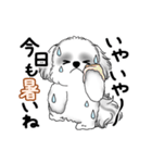 動くB＆Wのシーズー犬 2025 「暑い夏」（個別スタンプ：12）