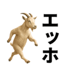 エッホエッホ 伝えなきゃ 動物園の仲間たち（個別スタンプ：24）