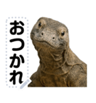 コモドドラゴン【コモドオオトカゲ】（個別スタンプ：1）