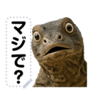 コモドドラゴン【コモドオオトカゲ】（個別スタンプ：3）