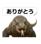 コモドドラゴン【コモドオオトカゲ】（個別スタンプ：5）