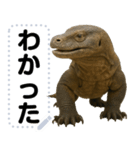コモドドラゴン【コモドオオトカゲ】（個別スタンプ：9）