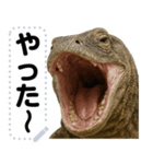 コモドドラゴン【コモドオオトカゲ】（個別スタンプ：10）