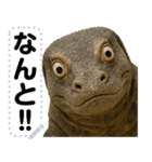 コモドドラゴン【コモドオオトカゲ】（個別スタンプ：11）