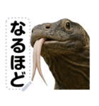 コモドドラゴン【コモドオオトカゲ】（個別スタンプ：12）