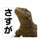 コモドドラゴン【コモドオオトカゲ】（個別スタンプ：18）