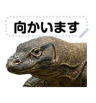 コモドドラゴン【コモドオオトカゲ】（個別スタンプ：20）