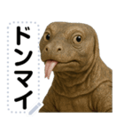 コモドドラゴン【コモドオオトカゲ】（個別スタンプ：21）