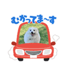 日本スピッツのぷて（個別スタンプ：5）