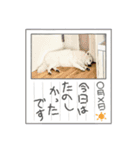 日本スピッツのぷて（個別スタンプ：6）