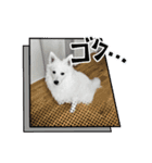 日本スピッツのぷて（個別スタンプ：8）