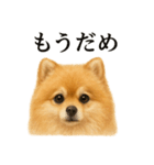 仕事終わりの一言｜可愛いポメラニアン（個別スタンプ：8）