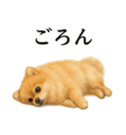 仕事終わりの一言｜可愛いポメラニアン（個別スタンプ：9）