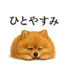 仕事終わりの一言｜可愛いポメラニアン（個別スタンプ：10）