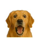 びっくり顔（犬編）（個別スタンプ：1）