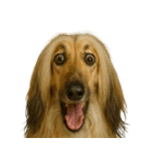 びっくり顔（犬編）（個別スタンプ：4）