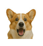 びっくり顔（犬編）（個別スタンプ：6）