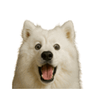 びっくり顔（犬編）（個別スタンプ：9）