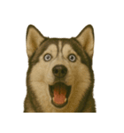 びっくり顔（犬編）（個別スタンプ：12）