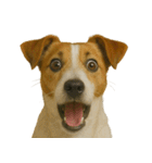びっくり顔（犬編）（個別スタンプ：13）