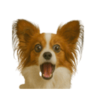 びっくり顔（犬編）（個別スタンプ：22）