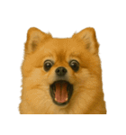びっくり顔（犬編）（個別スタンプ：31）